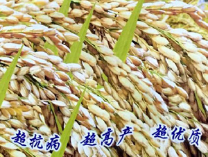 ��T12̖(h��o)-ˮ���N��-���ƷN�I(y��)