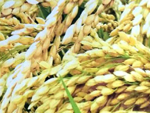 ����1̖(h��o)-ˮ���N��-���ƷN�I(y��)