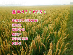 �}�S47��60B��-ˮ���N��-���ƷN�I(y��)