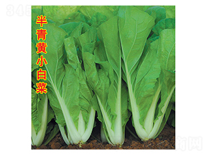 �����SС�ײ�-С�ײ˷N��-�f(w��n)�r(n��ng)�߿�