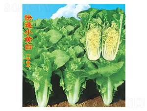 ����С�S��-�ײ˷N��-�f(w��n)�r(n��ng)�߿�