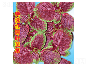 ���x�t�A�~�{��-�{�˷N��-�f(w��n)�r(n��ng)�߿�