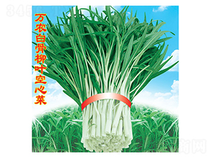 萬(wàn)農(nóng)白骨柳葉空心菜-空心菜種子-萬(wàn)農(nóng)高科