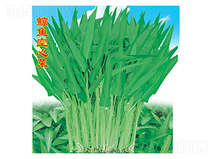 鯨魚空心菜-空心菜種子-萬農(nóng)高科