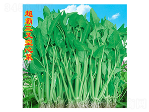 三叉空心菜-空心菜種子-萬農(nóng)高科