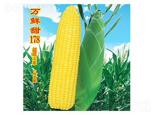 �f�r��178-�����׷N��-�f�r(n��ng)�߿�