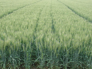 ɽ�r(n��ng)24̖(h��o)-С���N��-����N�I(y��)