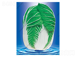 ˮ���I(y��ng)19̖(h��o)-�ײ˷N��-ˮ���I(y��ng)