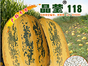 晶瑩118-西葫蘆種子-晉黎來