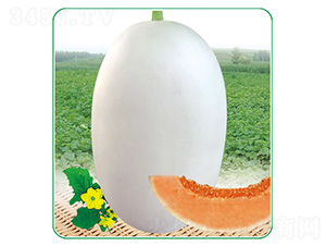 白脆美-甜瓜種子-安泰達