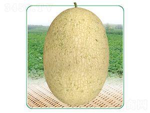 安泰蜜4號-甜瓜種子-安泰達