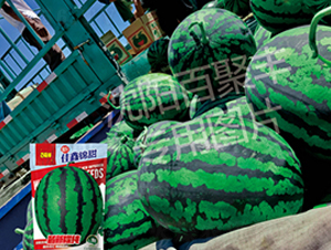 佳鑫錦甜-西瓜種子-百聚豐