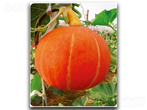 �t��-�ϹϷN��-�մ��r�I(y��)