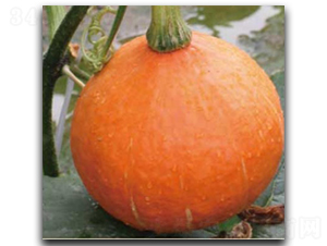 �t����-�ϹϷN��-�մ��r�I(y��)