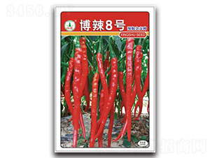 博辣8號-辣椒種子-興蔬種業(yè)