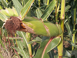 �x��73̖(h��o)-���׷N��-���r(n��ng)�N�I(y��)