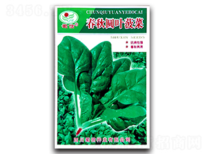 春秋圓葉菠菜-菠菜種子-蜀信種業(yè)