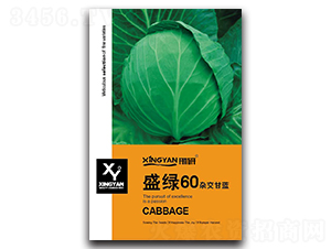 盛綠60-甘藍(lán)種子-邢研種業(yè)