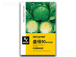 盛綠50-甘藍(lán)種子-邢研種業(yè)
