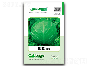 雅致-甘藍(lán)種子-邢研種業(yè)