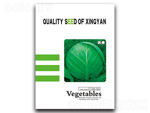 優(yōu)秀-甘藍(lán)種子-邢研種業(yè)