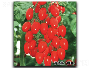 QQ紅鉆-番茄種子-徽大農(nóng)業(yè)