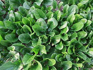 ��������-���˷N��-����N�I(y��)