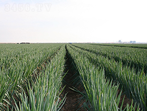 金牌元藏-大蔥種子-瑞奇種業(yè)