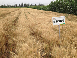 �´�38-С���N��-��ʥ�̷N�I(y��)