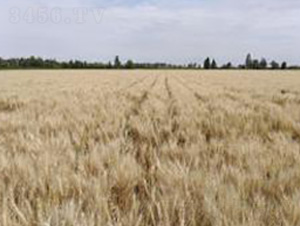 ��2038-С���N��-��ʥ�̷N�I(y��)