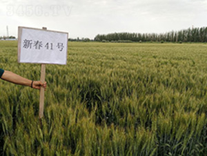 �´�41̖(h��o)-С���N��-��ʥ�̷N�I(y��)