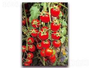 �t�ѷ��ѣ�501��-���ѷN��-�����r(n��ng)