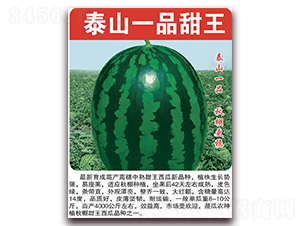 泰山一品甜王-西瓜種子-美好種苗