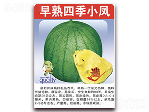 早熟四季小鳳-西瓜種子-美好種苗