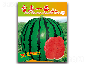雷奧一品-西瓜種子-美好種苗