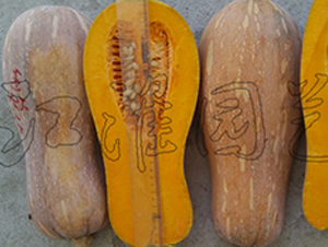 ��(y��u)��1̖(h��o)-�ϹϷN��-�����@ˇ