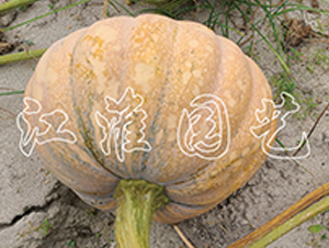 �P(p��n)��204-�ϹϷN��-�����@ˇ