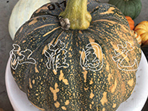 �P(p��n)��210-�ϹϷN��-�����@ˇ