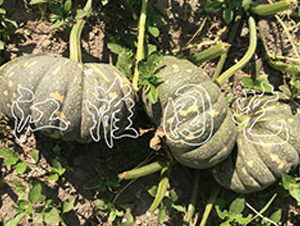 �P(p��n)��212-�ϹϷN��-�����@ˇ