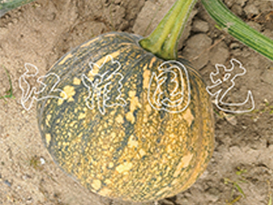 �P(p��n)��215-�ϹϷN��-�����@ˇ