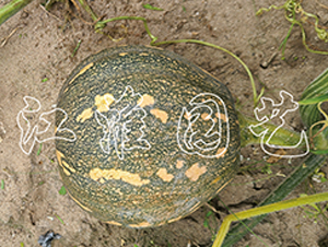 �P(p��n)��214-�ϹϷN��-�����@ˇ