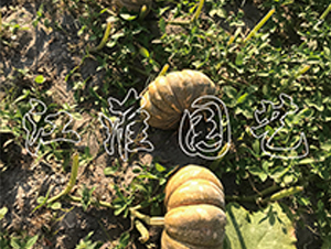 �P(p��n)��216-�ϹϷN��-�����@ˇ