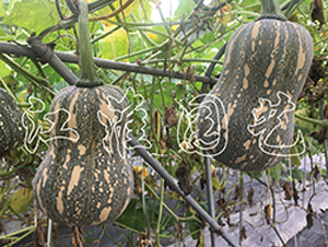 �ɹ�����-�ϹϷN��-�����@ˇ