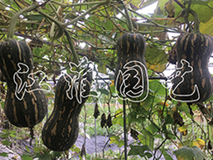 �ᭇ1̖(h��o)-�ϹϷN��-�����@ˇ