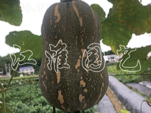 �ᭇ2̖(h��o)-�ϹϷN��-�����@ˇ