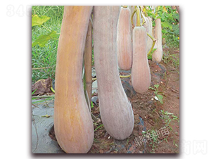 �����۱�1̖(h��o)-�ϹϷN��-���ƷN��