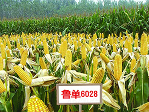 ����6028-���׷N��-�����N��