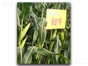 �Z�_1̖-���׷N��-�����N��