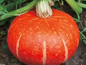 �t����-�ϹϷN��-���i�N�I(y��)