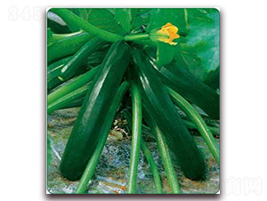 墨玉-菜用西葫蘆種子-金鵬種業(yè)